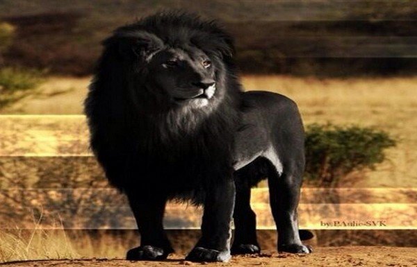 'Sporcuların twitter günlüğü