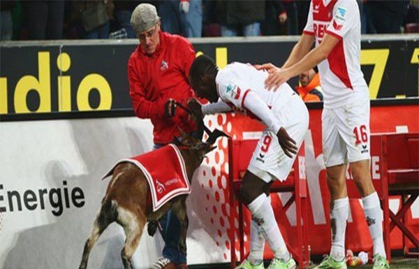 'Keçiden özür diledi!