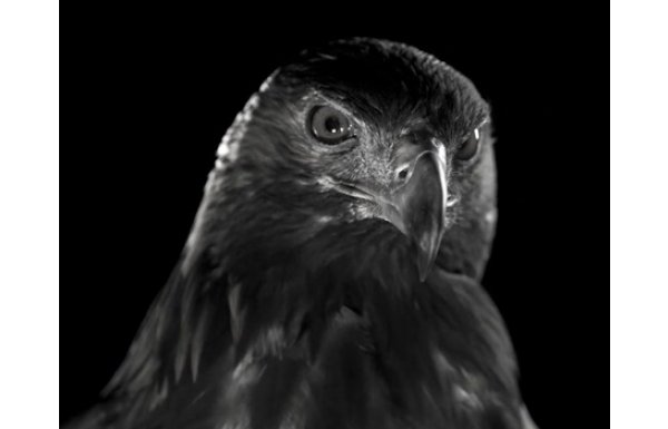 'Vodafone Arena sürprizleri!