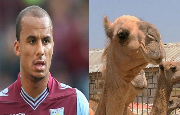 Futbol hayvanlar alemine çevrilirse