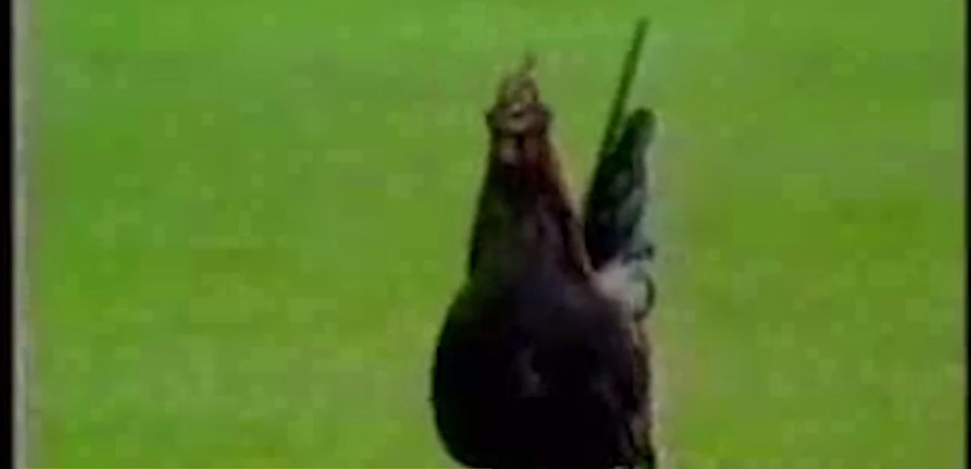 Horoz - İrlanda taraftarı