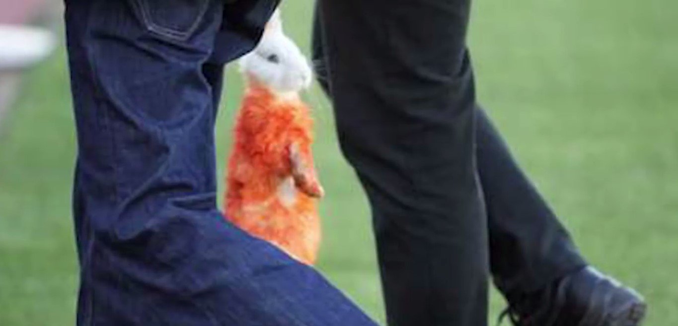 Tavşan - Omonia taraftarı