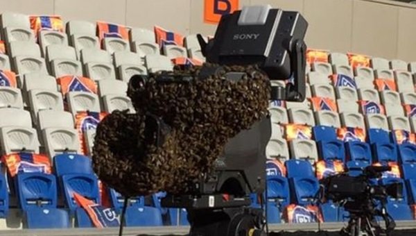 Başakşehir - Fenerbahçe maçı öncesi stadı arılar bastı!