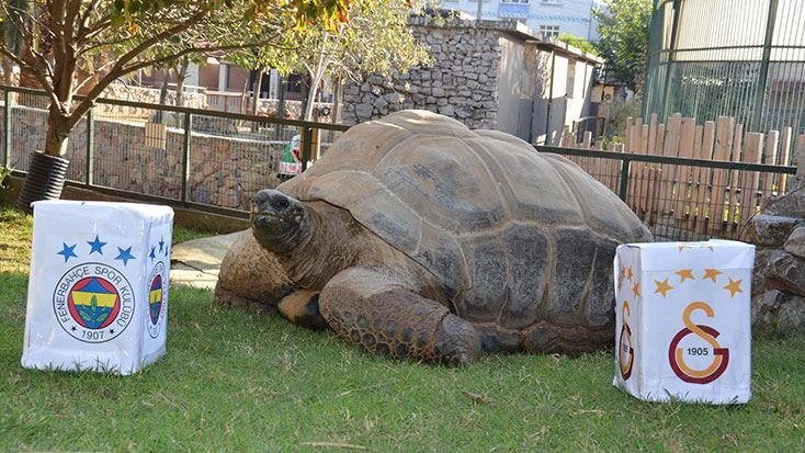  Kaplumbağa ’Tuki’nin derbi tahmini beraberlik