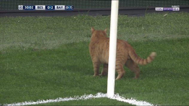 <h2> Sahaya kedi girdi, Beşiktaş golü buldu!</h2>