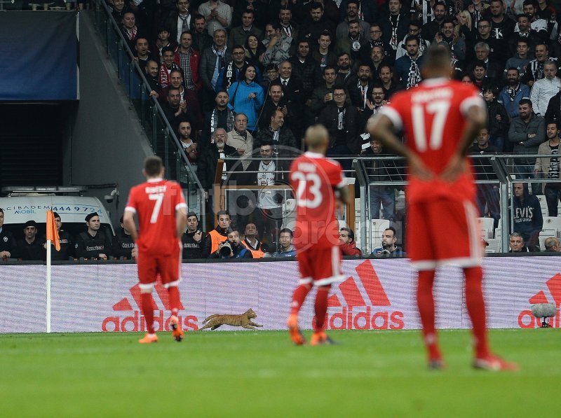 'Beşiktaş - Bayern Münih maçında kedi sürprizi! İşte o anlar