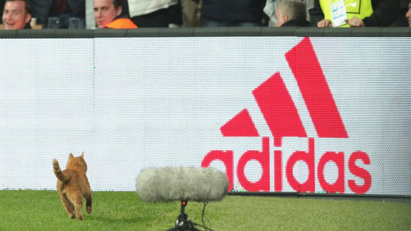 'Beşiktaş sahaya giren kediyi arıyor! Bakın ne yapılacak