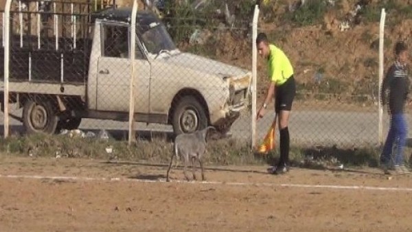 Çanakkale'de sahaya köpek girdi, maç durdu!