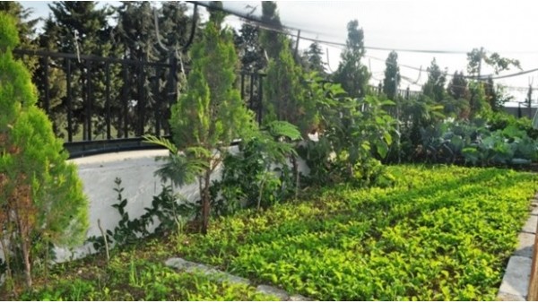 O kulüp kendi sebzesini yetiştiriyor!