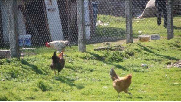 Kümes değil, futbol sahası!