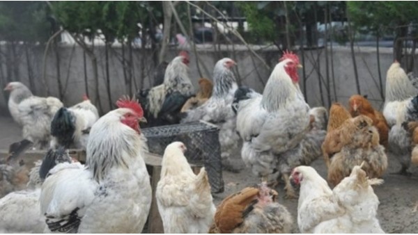 Amatör kulüp stadın yanında tavuk ve horoz besliyor!