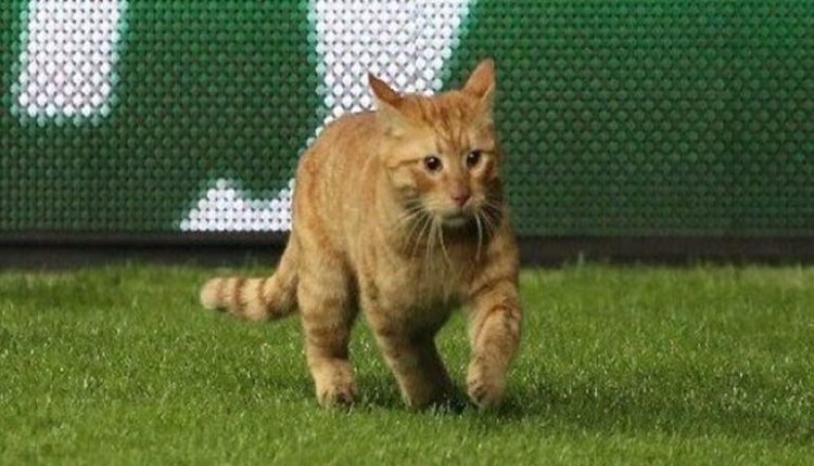 Beşiktaş sahaya giren kedi için seferber oldu
