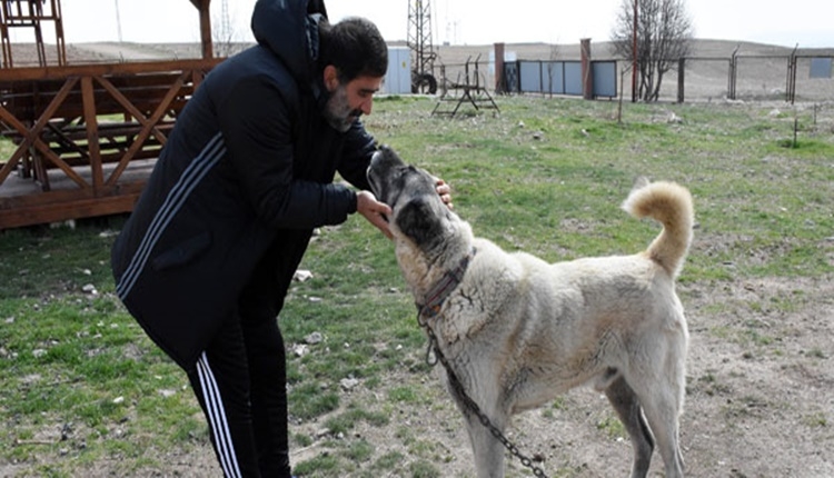 Ünal Karaman'ın kangal köpeği sevdası