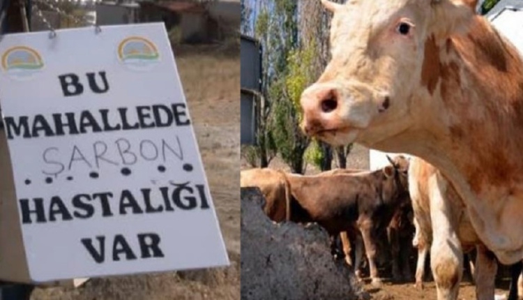 Şarbon nedir? Şarbon hastalığından nasıl korunur? Şarbon nasıl bulaşır?