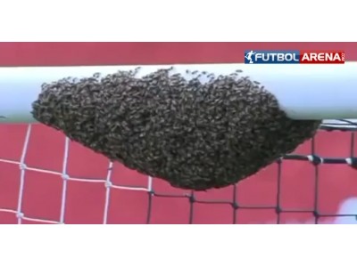 Kale direğine arılar yapıştı!