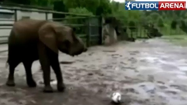 Karşınızda Ahtapot Paul'un varisi: 