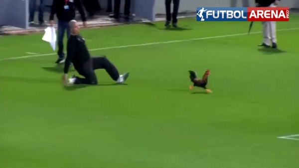 İsrail'de sahaya giren horoz bütün güvenliği peşine taktı!