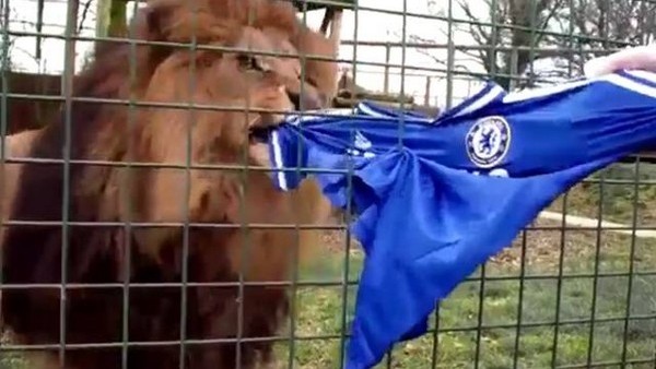 Chelsea formasını parçalayan aslan!