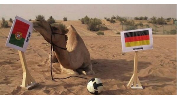 Almanya - Portekiz Maçını Deveye Sordular!