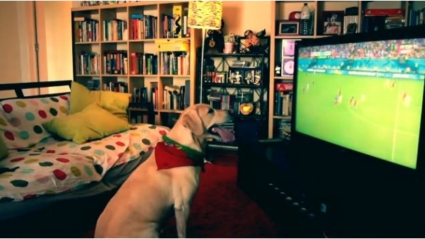 Dünya Kupası hayranı köpeğin müthiş gol sevinci