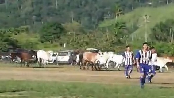 Maç sırasında sahaya inekler girdi