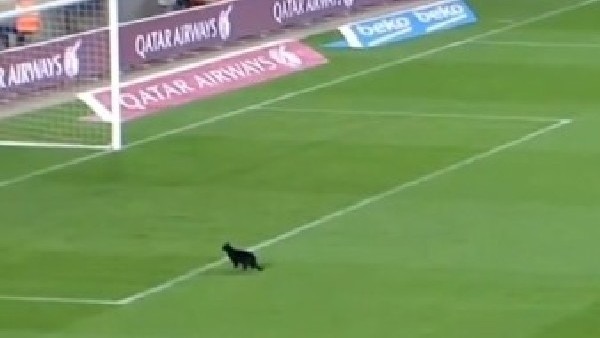 Barcelona maçında sahaya kedi girdi