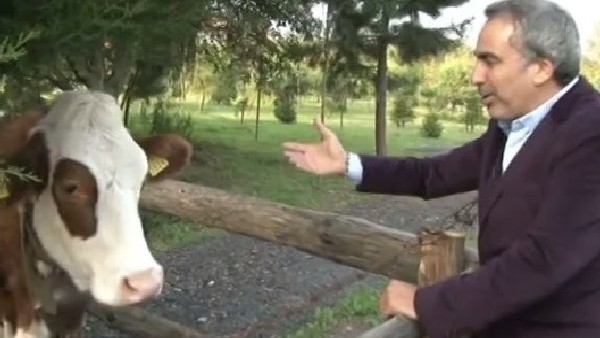 Adnan Aybaba, İnekle röportaj yaptı