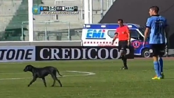 Maç Sırasında Sahaya Köpek Daldı