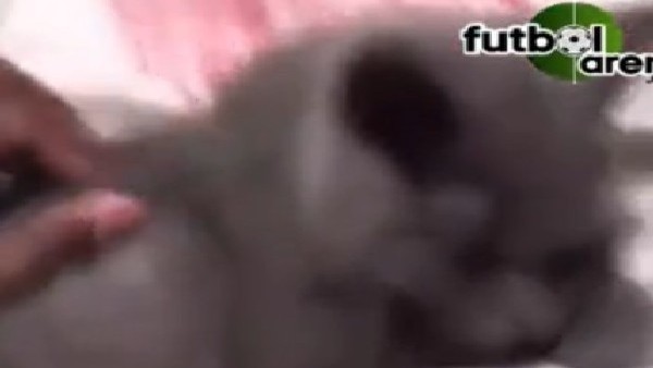 Demba Ba kedisine Kur'an-ı Kerim dinletiyor