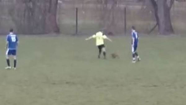 Sahaya giren köpeği tekmeledi!