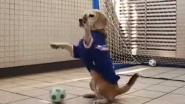 Kalecilik yapan köpek!