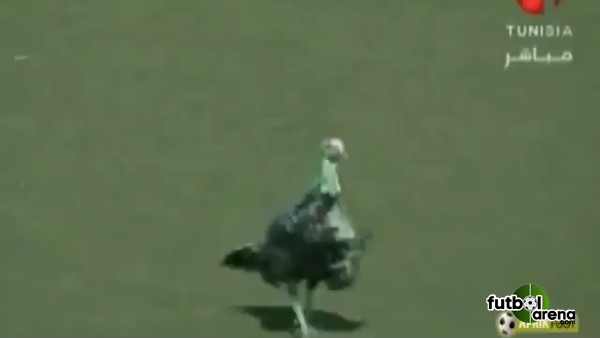 Sahaya Hindi Girdi, Ortalık Karıştı!