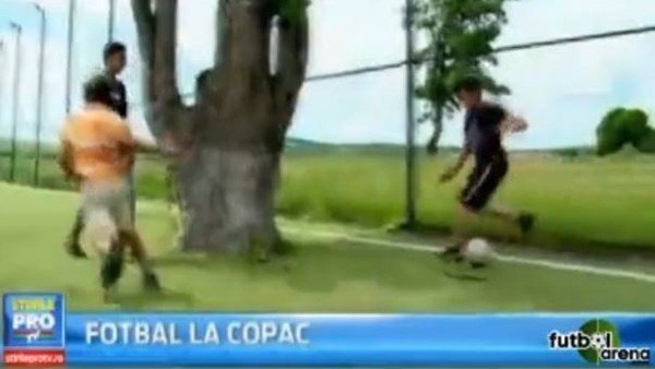 Halı sahada bir ağaç