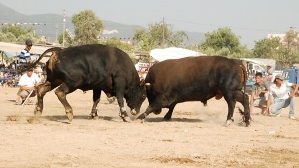 Muğla'da Boğa Dehşeti