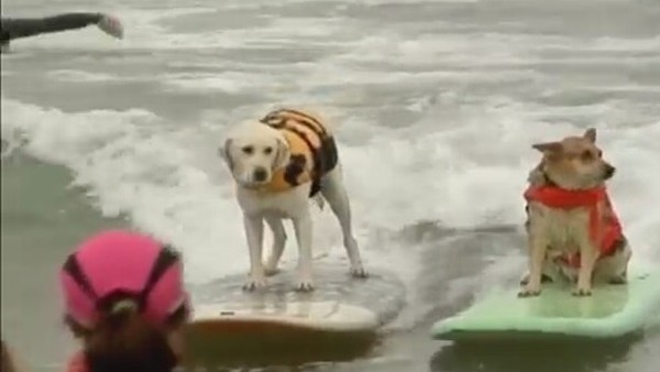 Sörfçü köpekler San Diego'da hünerlerini sergiledi