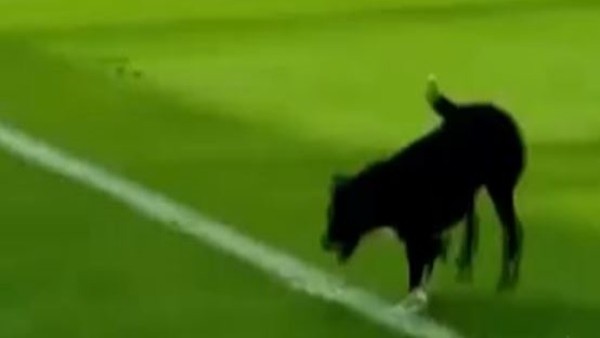 Sahaya köpek baskını