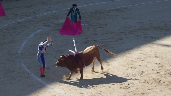 Boğa tribüne daldı