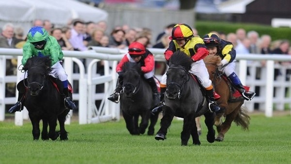 At jokeyini direğe çarptı