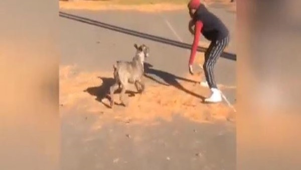 Köpeğin belini kırdı