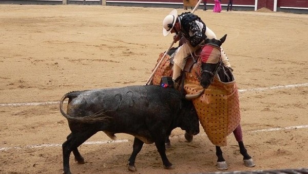Ölümüne susadı! Boğanın önüne yattı...