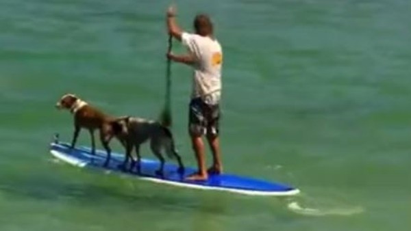 Köpekler De Sörf Yapar