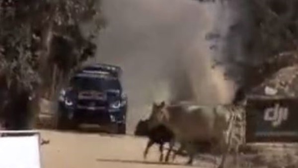 Ralli şampiyonasında ineğe çarpıyordu