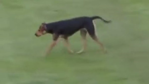 Yeşil Sahalarda Davetsiz Misafir!