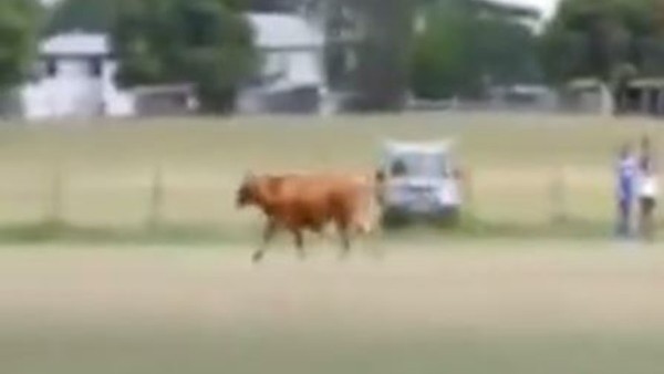 Davetsiz misafir! Sahaya inek girdi....