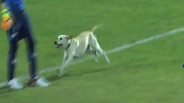 Yeşil Sahada Davetsiz Misafir