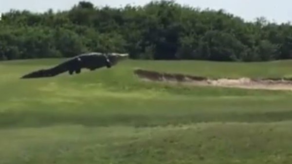 Dev timsah şaşkına çevirdi