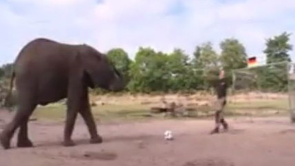 Kahin Fil Nelly, Almanya - Ukrayna maçı için tahminini yaptı