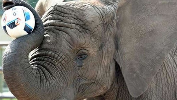 Nelly, Almanya - Ukrayna maçı için tahminini yaptı