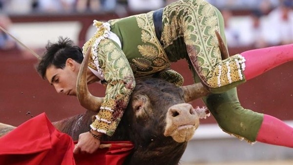 Boğa güreşinde feci son