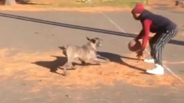 Köpeğin belini kırdı